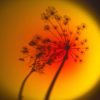 Hallo Edytion - Lampa - Halo Mag Bloom - bloom_7e911fce-cc39-4890-86ff-1fd09f09000f.jpg